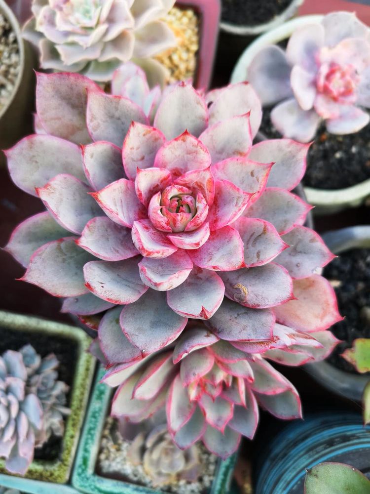 误打误撞的多肉情缘,带我走进多肉小世界!