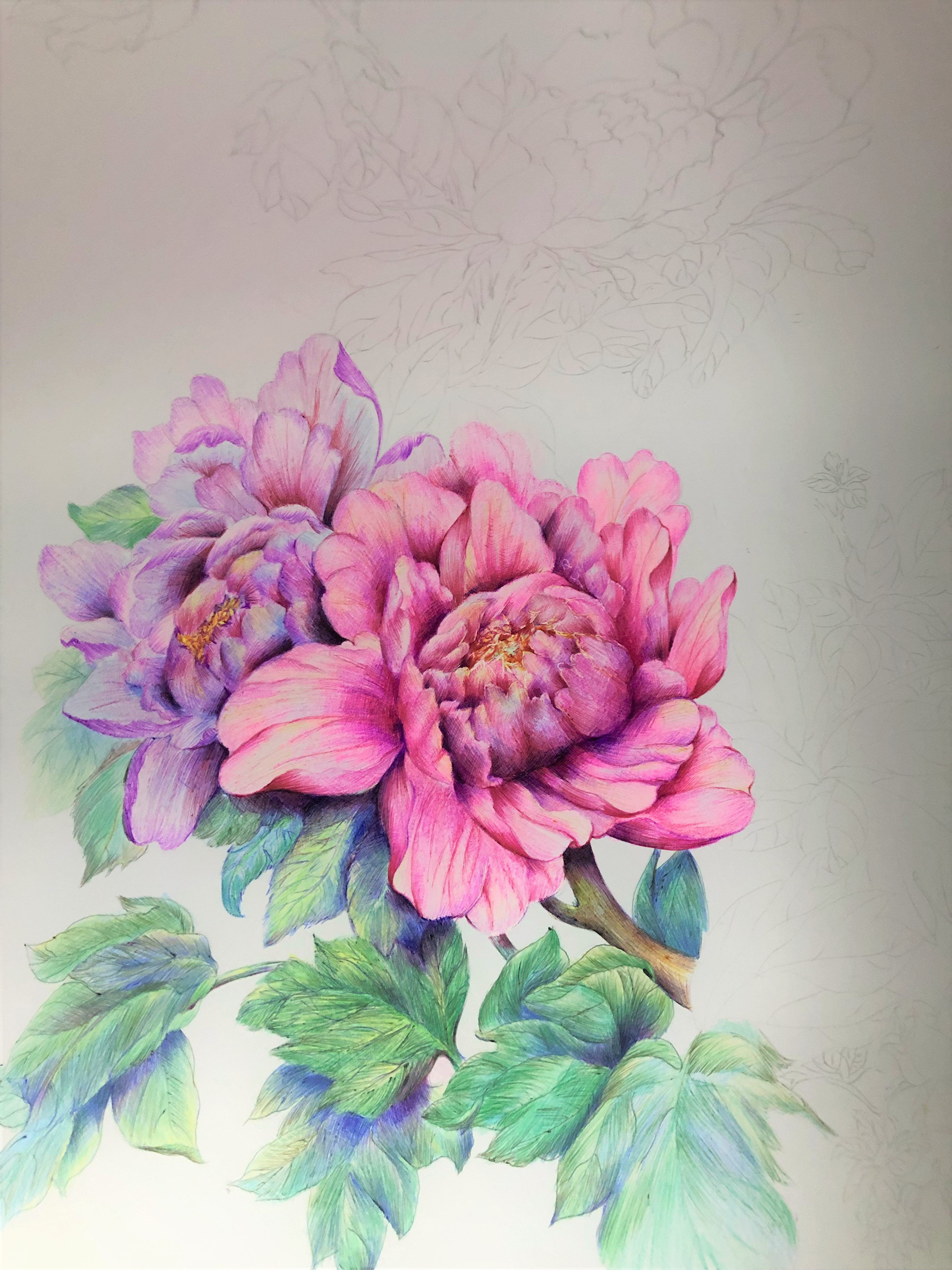 圆珠笔画牡丹教学,圆珠笔画牡丹的画法