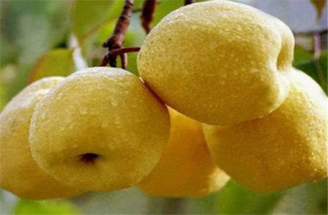 梨树病虫害防治一览表,梨树病虫害防治时间表最新