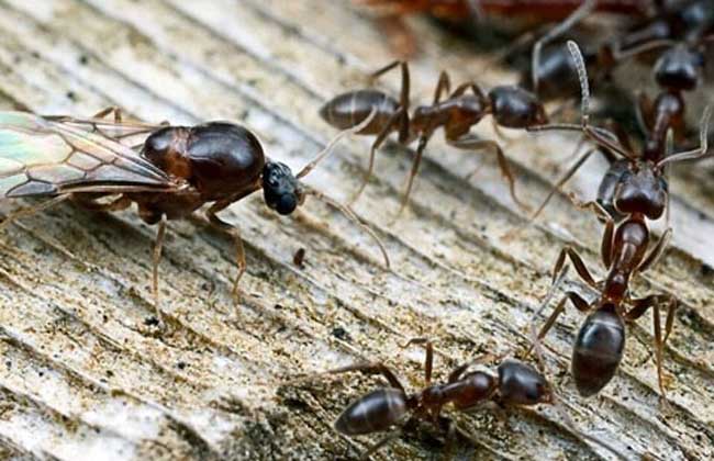 常见蚂蚁图鉴,蚂蚁vs其他种类蚂蚁