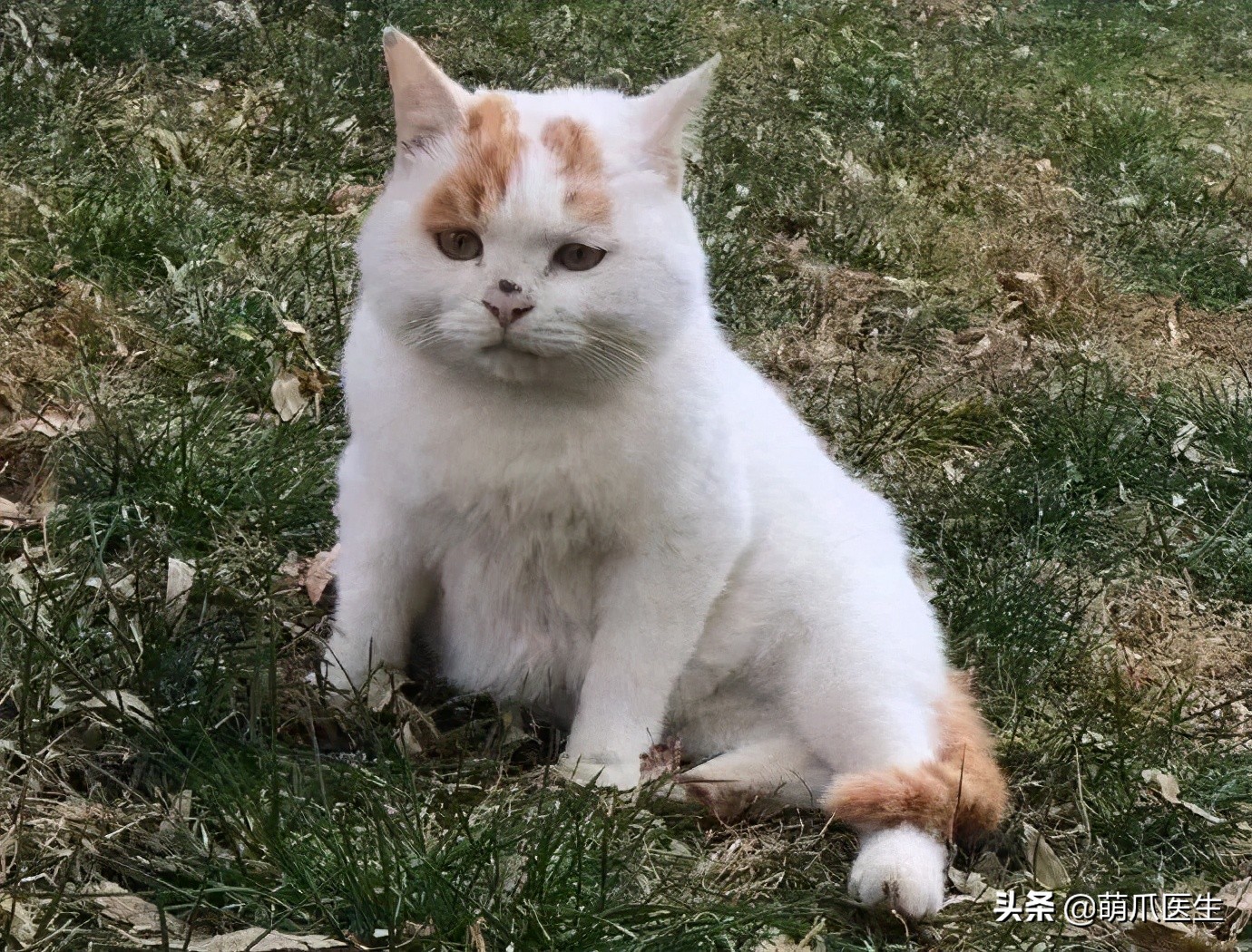 全网最可爱猫整天撒娇卖萌,全网最委屈的猫