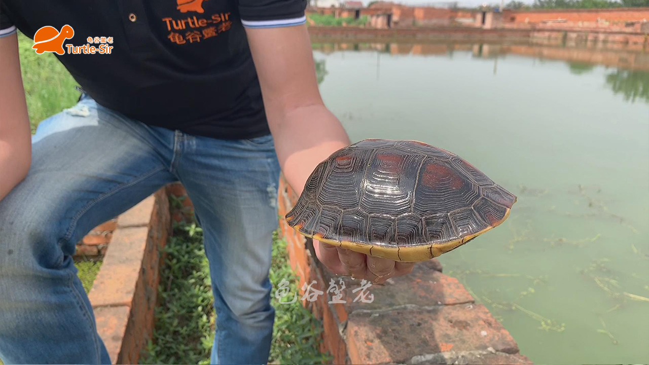 黄缘龟有点蔫,黄缘龟为什么几年了还很小