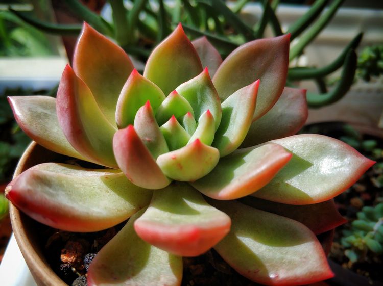 记录多肉长大的全过程,记录所有多肉成长过程