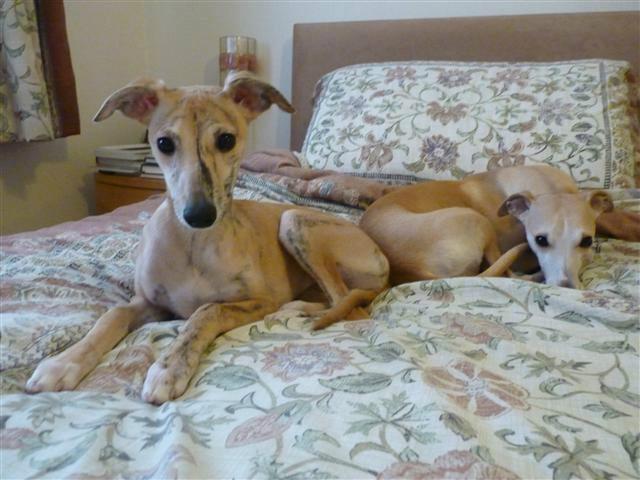 惠比特犬幼犬怎样训练,怎样训练比特犬定点大小便