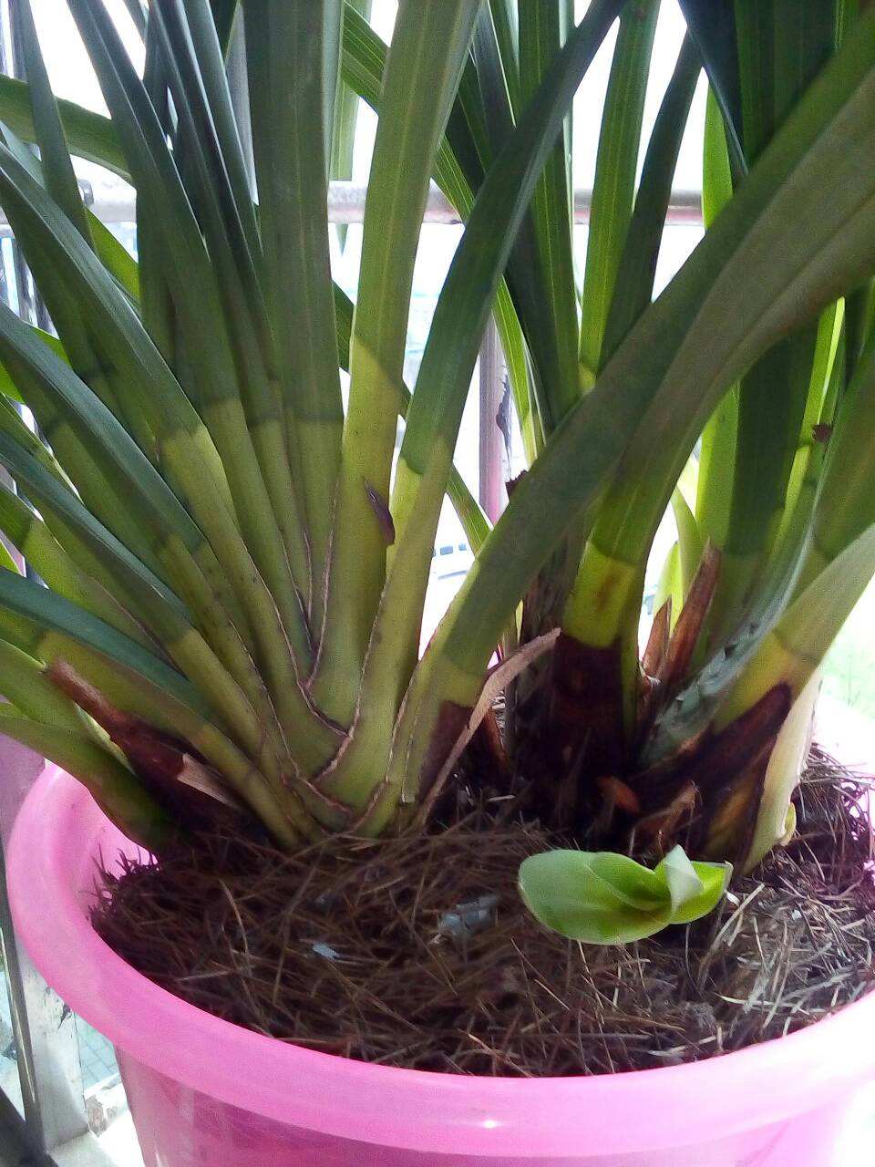 大花蕙兰开完花怎么养,大花蕙兰开过花以后怎么养