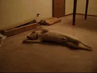 狗狗睡觉时抽搐是怎么回事,狗狗睡觉突然抽搐是什么原因