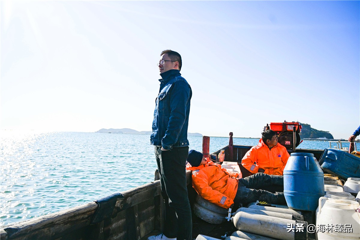 探秘海参的捕捞过程,野生海参采捕视频大全