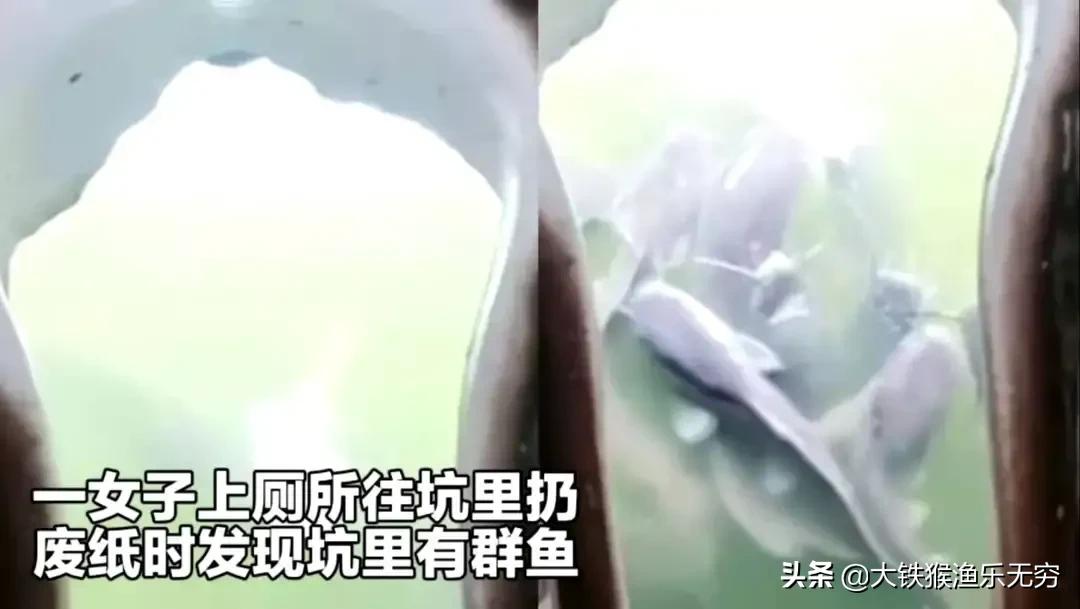 哪些东西诱鱼效果好用,真正的诱鱼神奇效果