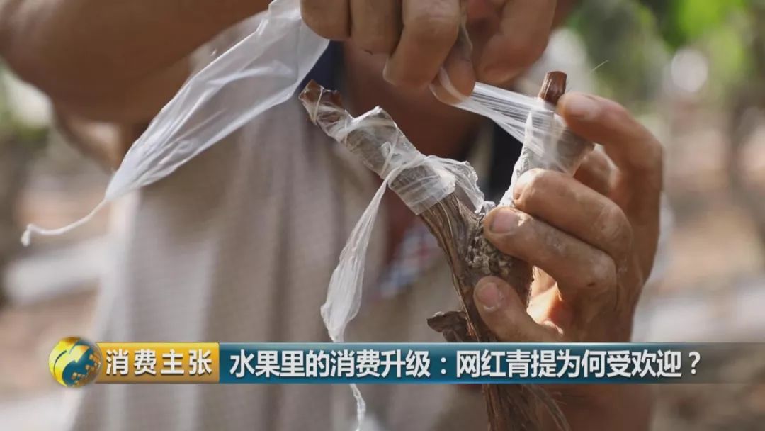 阳光玫瑰葡萄水果中爱马仕,阳光玫瑰葡萄有多贵