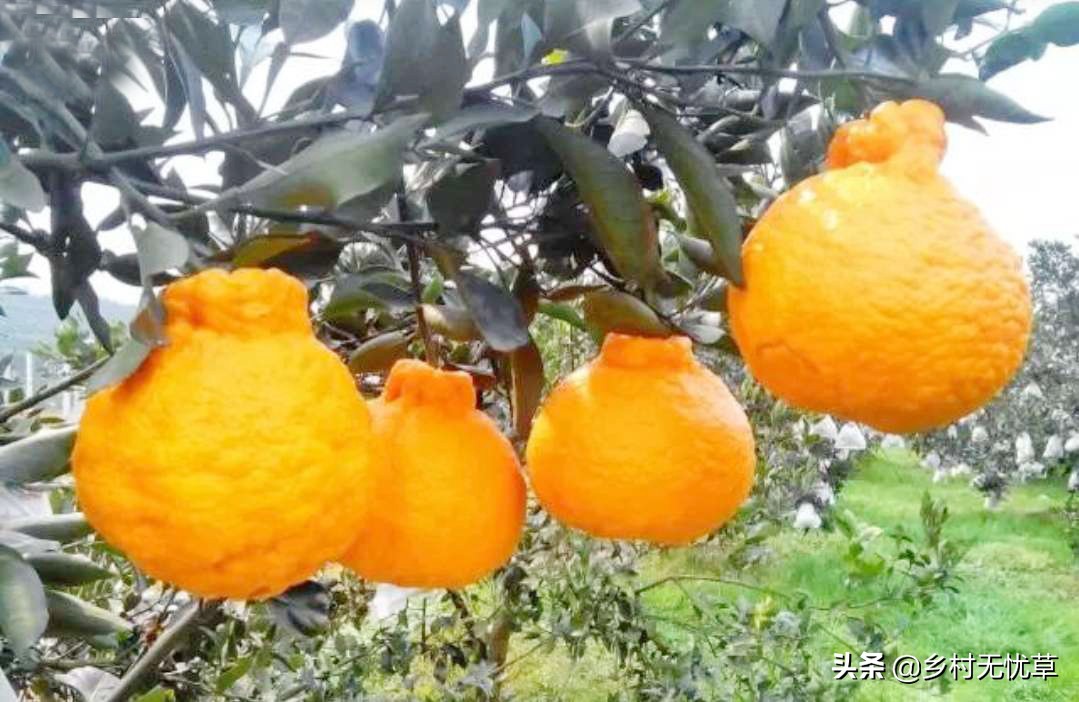 这6种水果可以放开了吃,正是当下时令水果,既新鲜还便宜