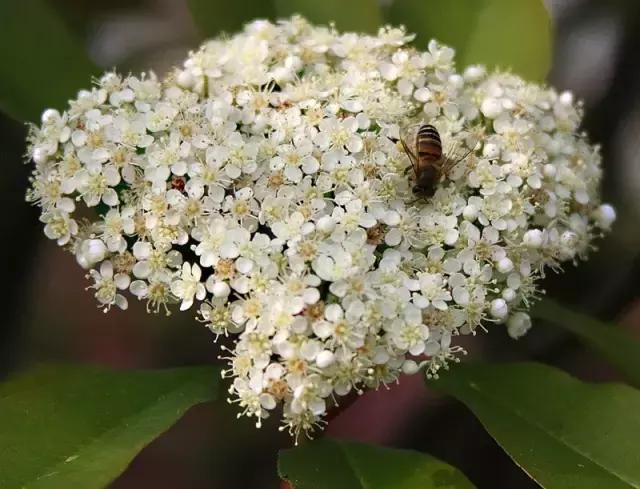 一次性摘各种各样的水果,一次性种很多草莓会怎么样