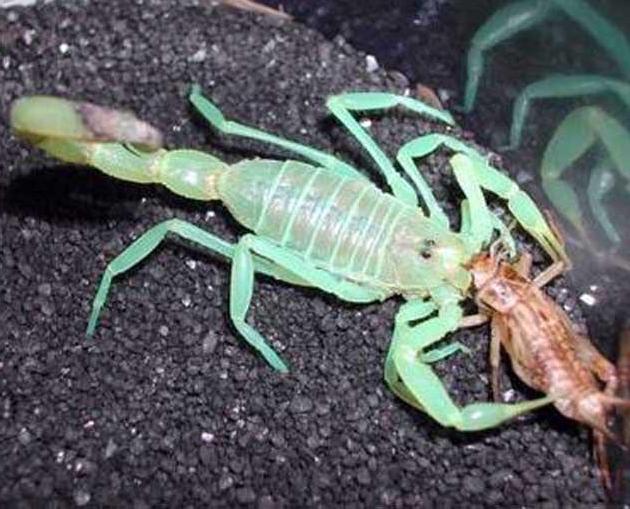 五毒之首蝎子到底有多强,五毒大蝎子有哪几种