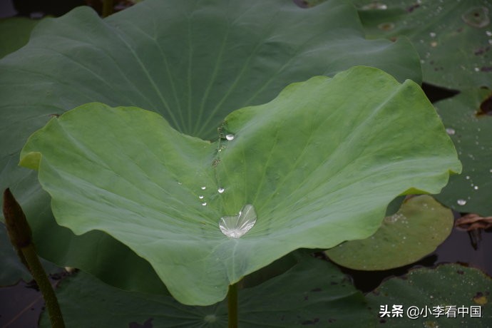 江苏常熟沙家浜现状,江苏常熟沙家浜景区演出