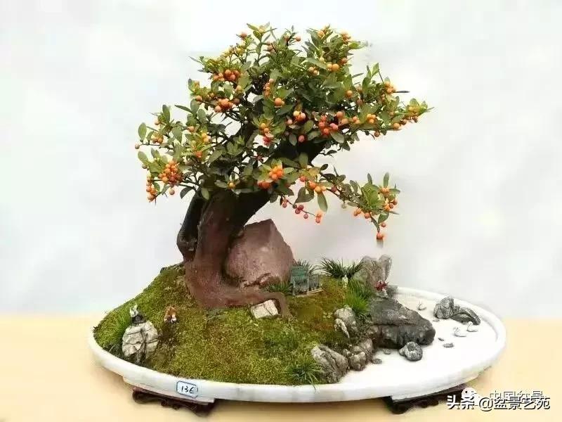 天生好养的36种盆景植物,什么植物盆景适合屋内养