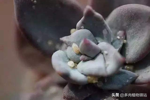 多肉长白色小虫子怎样去除,多肉燕子掌长白色虫子