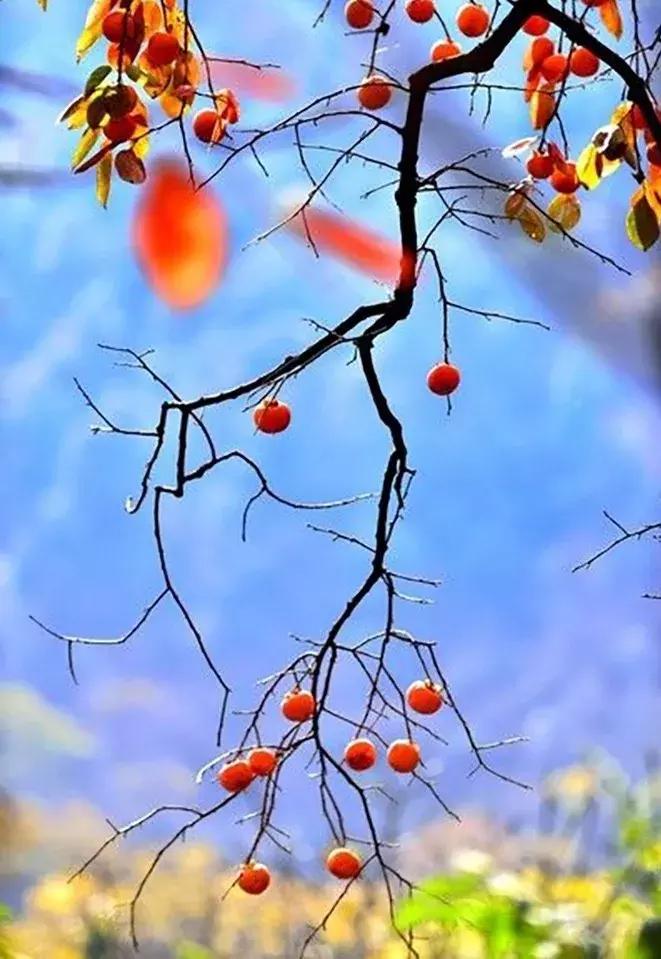 柿子熟了美文赏析,柿子熟了美图100张