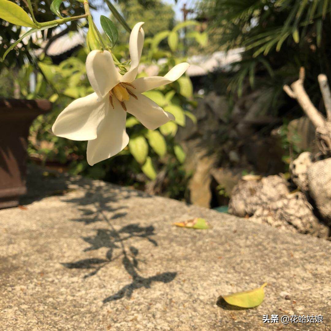 有苎萝西子之美誉的惠州西湖,是国家5*级A**旅游景区,静中带美