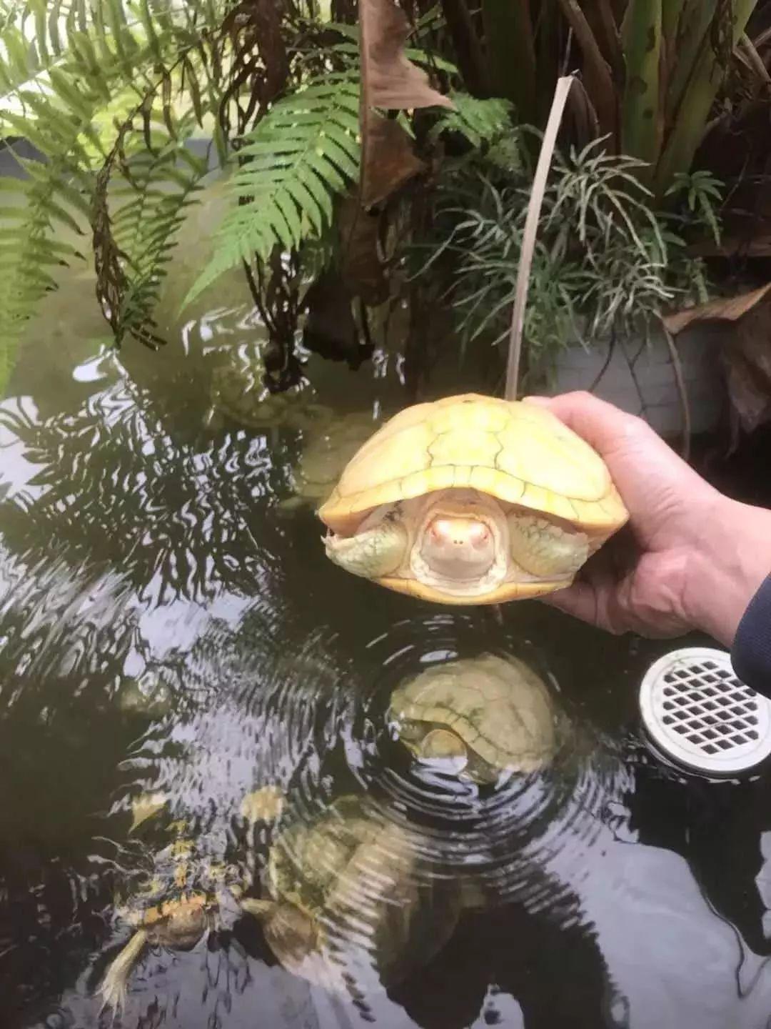 顺德龟苓膏正宗店铺,台山老字号龟苓膏