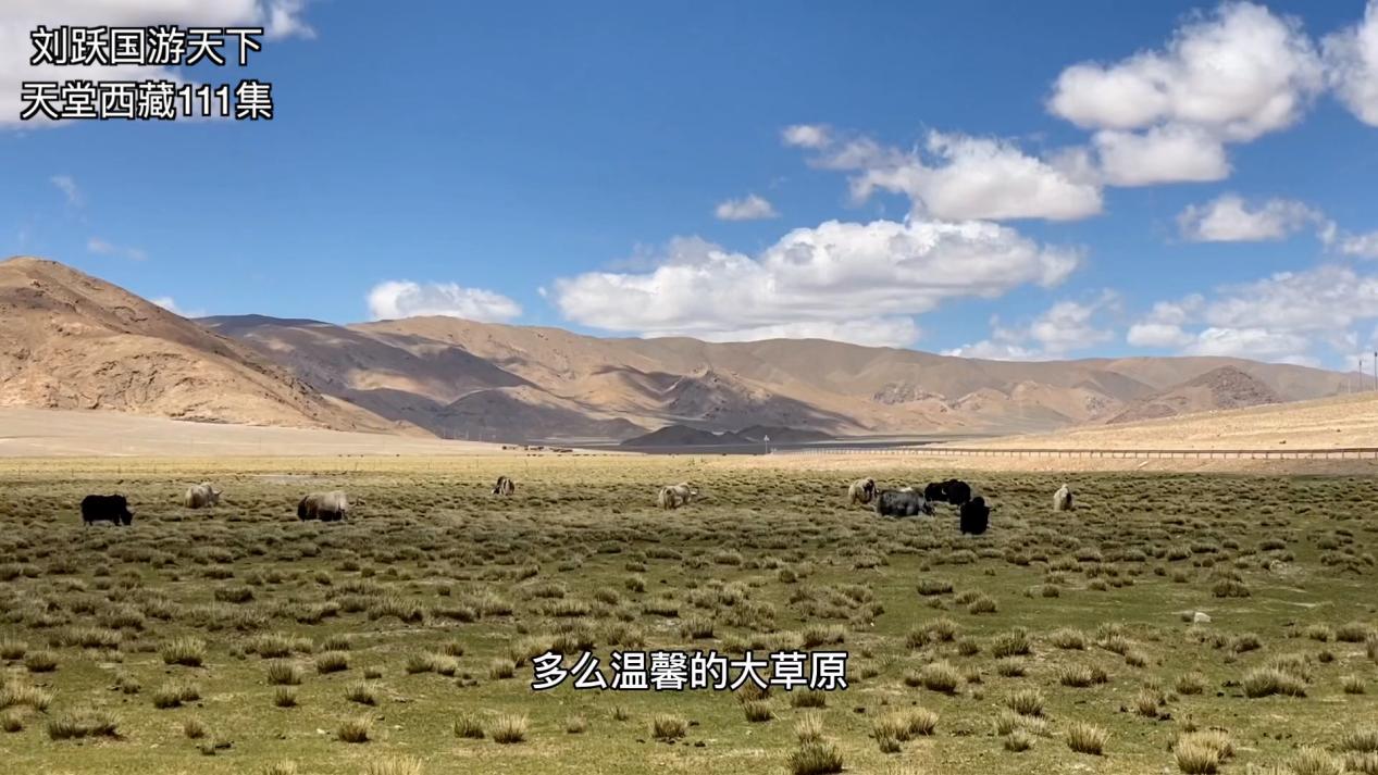 天堂*藏西**-好吃的草成了扶贫开发的头号工程，牛羊就快乐起来啦