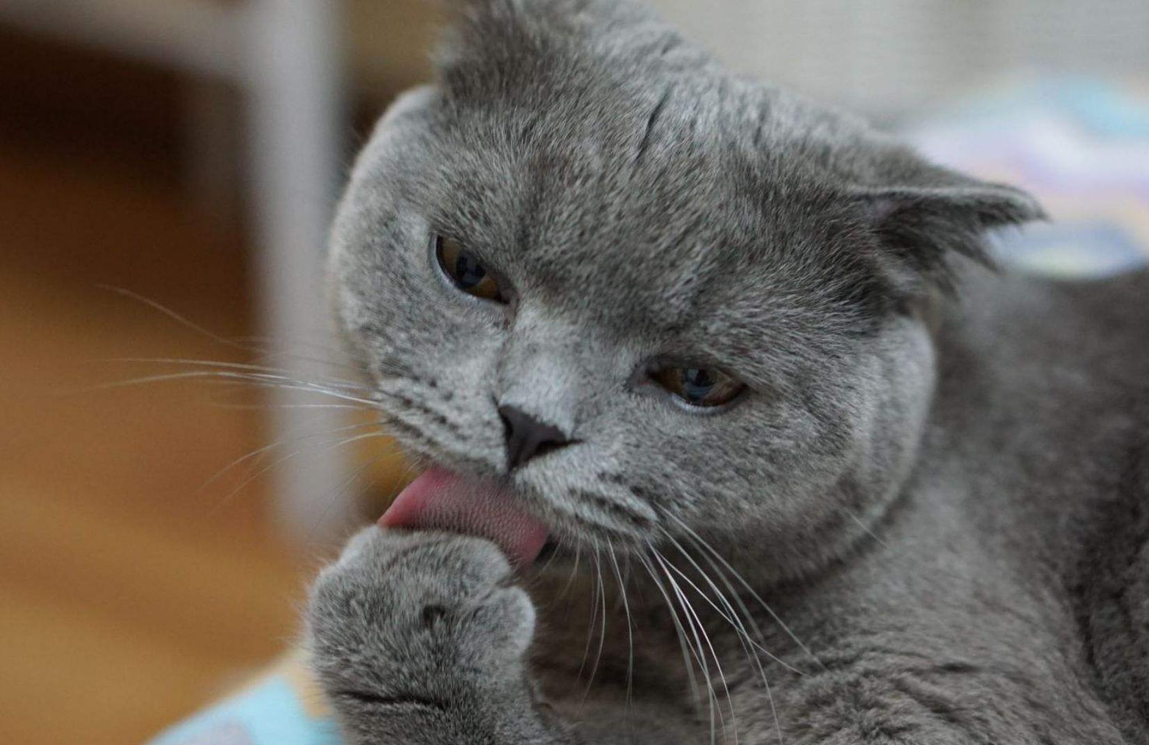 有什么方法让猫咪吃猫粮,怎么能让猫咪爱吃猫粮