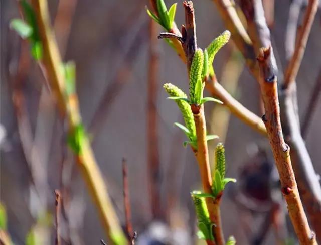 赞美春天柳树的优美句子,形容春天柳树的唯美句子