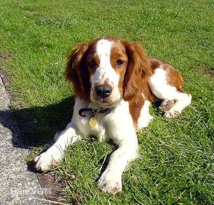 宠物狗小型犬品种排名大全及图片,性格温顺的小型犬有哪些