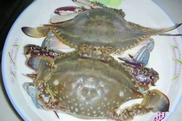 史上最全面的海鲜大咖,史上最全海鲜视频