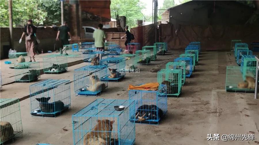 被救下的111条狗狗,一只金毛流浪狗被解救过程