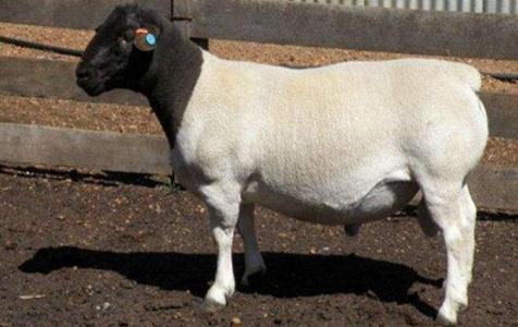 山羊养殖：不同类别的饲养管理，种公羊的管理要注重劳逸结合