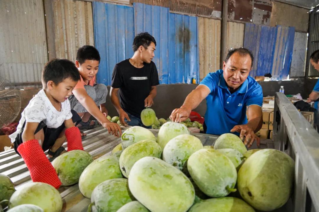 50斤洋葱能卖多少钱,洋葱最便宜多少钱一斤