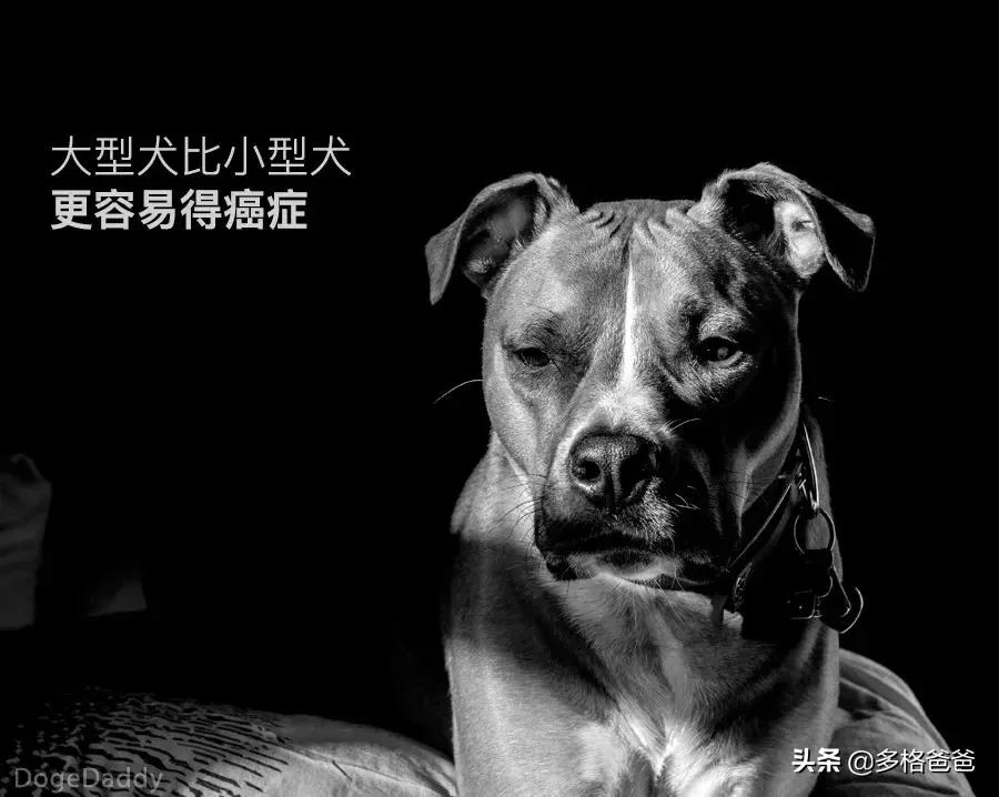 下一个狗年要等几年,下一个狗年还有多少年