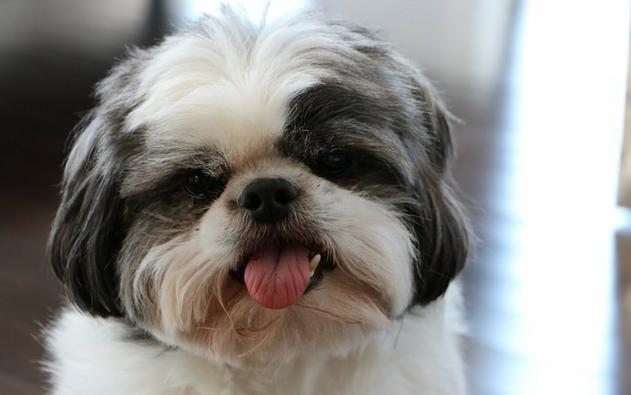 在夏日里小狗为什么总是伸舌头,小狗半夜突然总舔自己是怎么回事