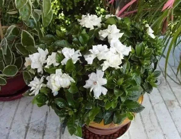 盆栽花老掉蕾怎么处理,盆栽掉花蕾是什么原因