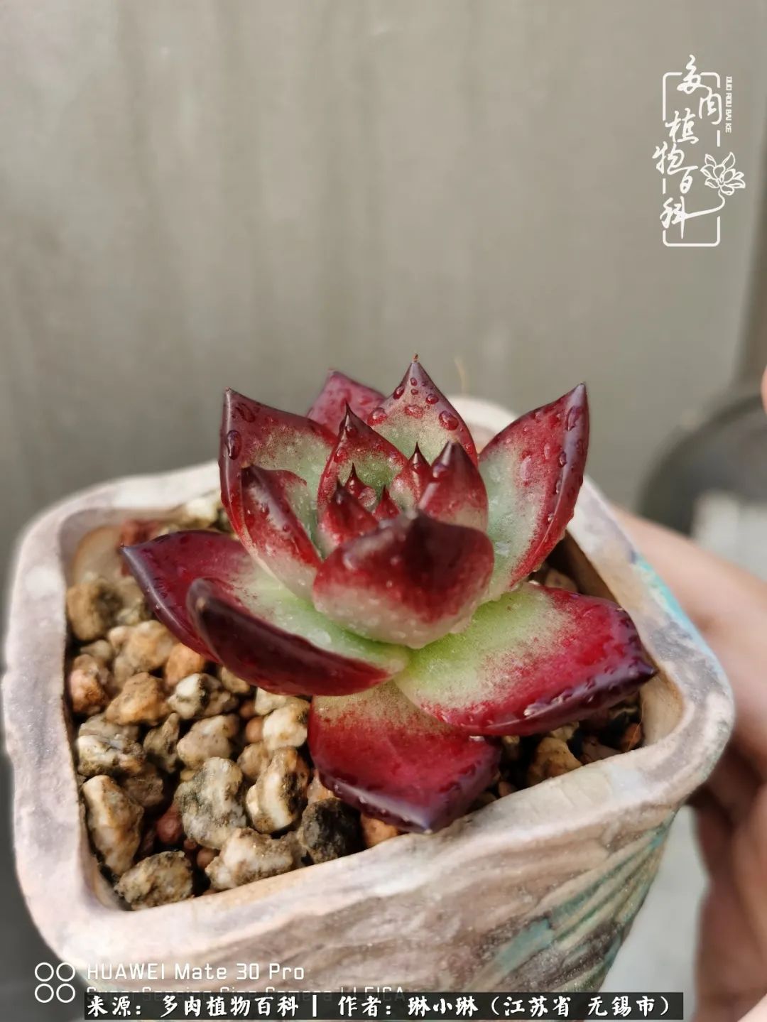 又到多肉变美时，一切都鼓励我积极向前