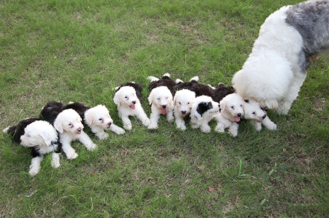 台湾纪录片古代牧羊犬,影视剧里面的卡斯罗犬