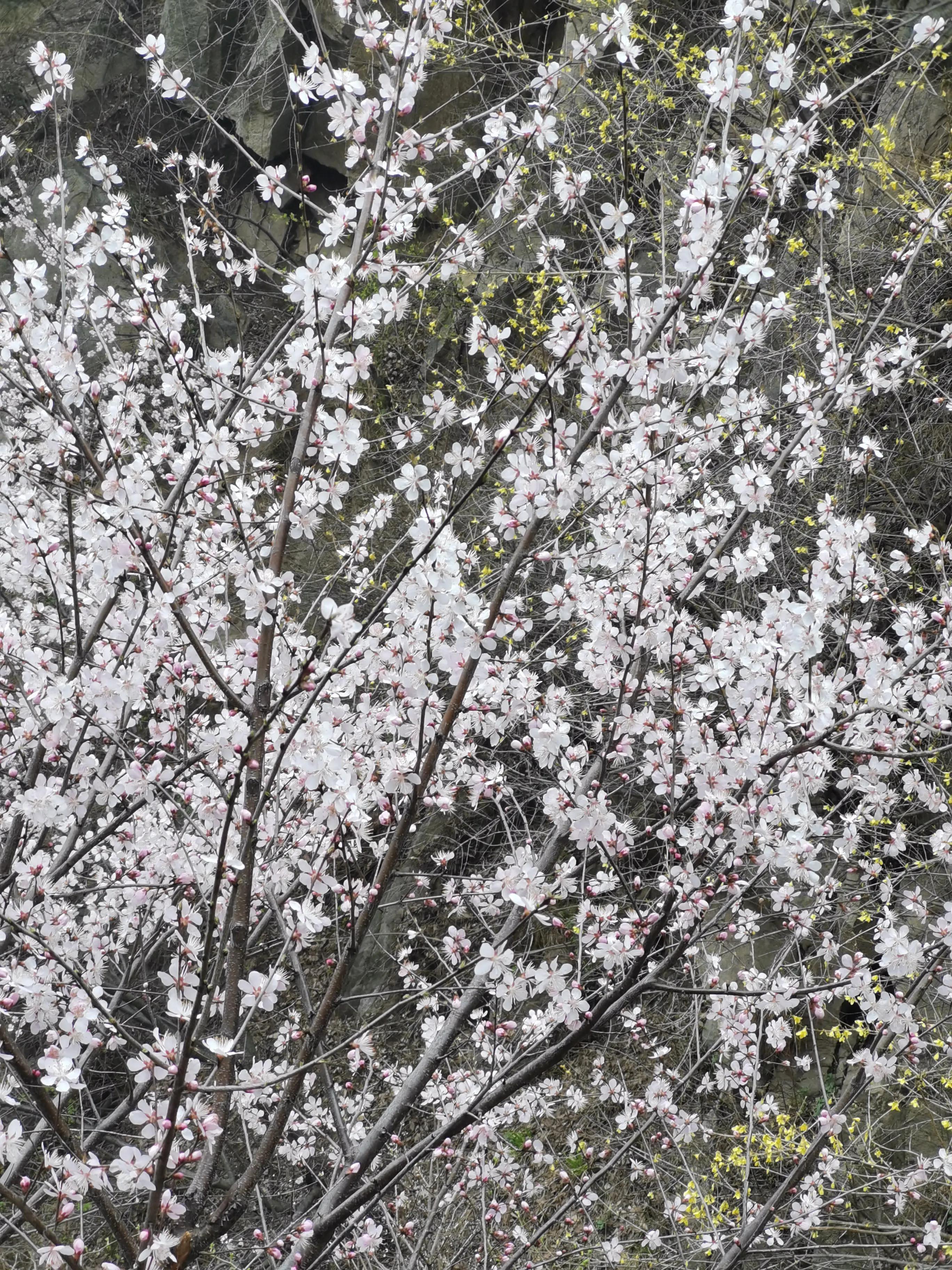 桃花依旧笑春风散文,关于桃花依旧笑春风的散文