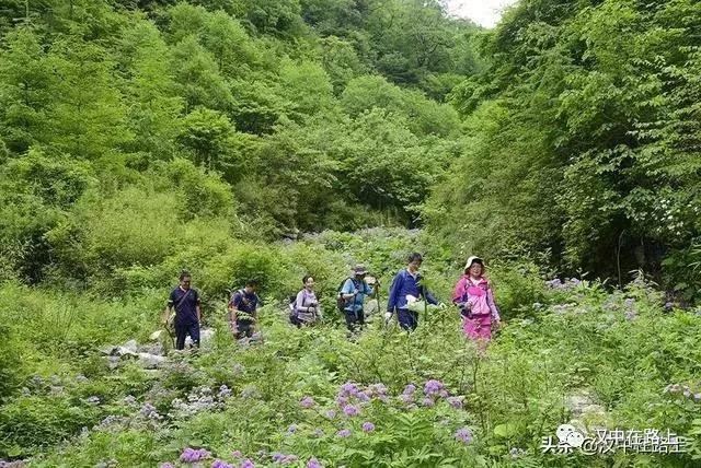 探秘汉中,汉中一村子窜入野生羚牛