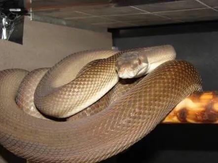 蟒蛇吞袋鼠撑死,蟒蛇能吃鳄鱼吗