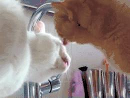 减肥吃什么没有饥饿感,减肥就是持续的饥饿感