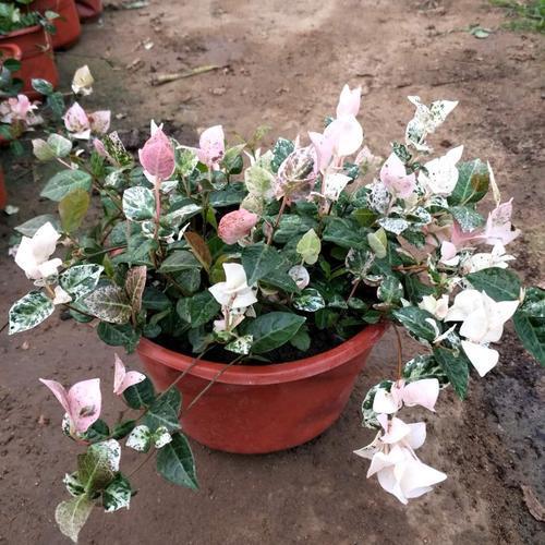 盆植的花叶络石要如何浇水，枝叶生长郁郁葱葱的秘密