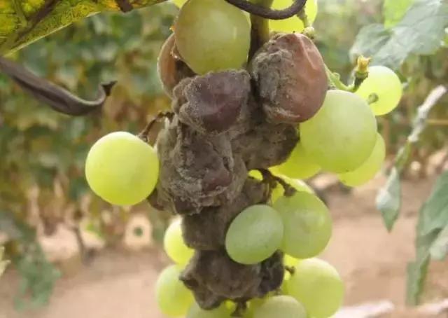 葡萄膨果期发生灰霉病,葡萄灰霉病对照图