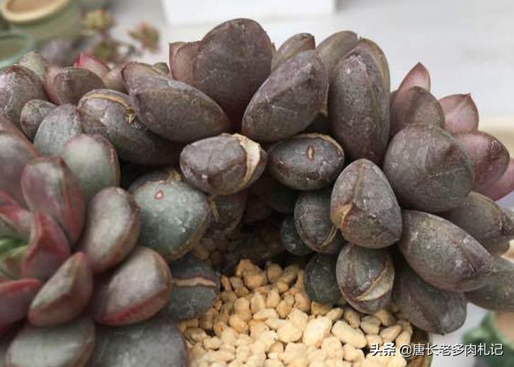 葡萄多肉怎么养才能爆侧芽,多肉葡萄的养护和繁殖方法视频
