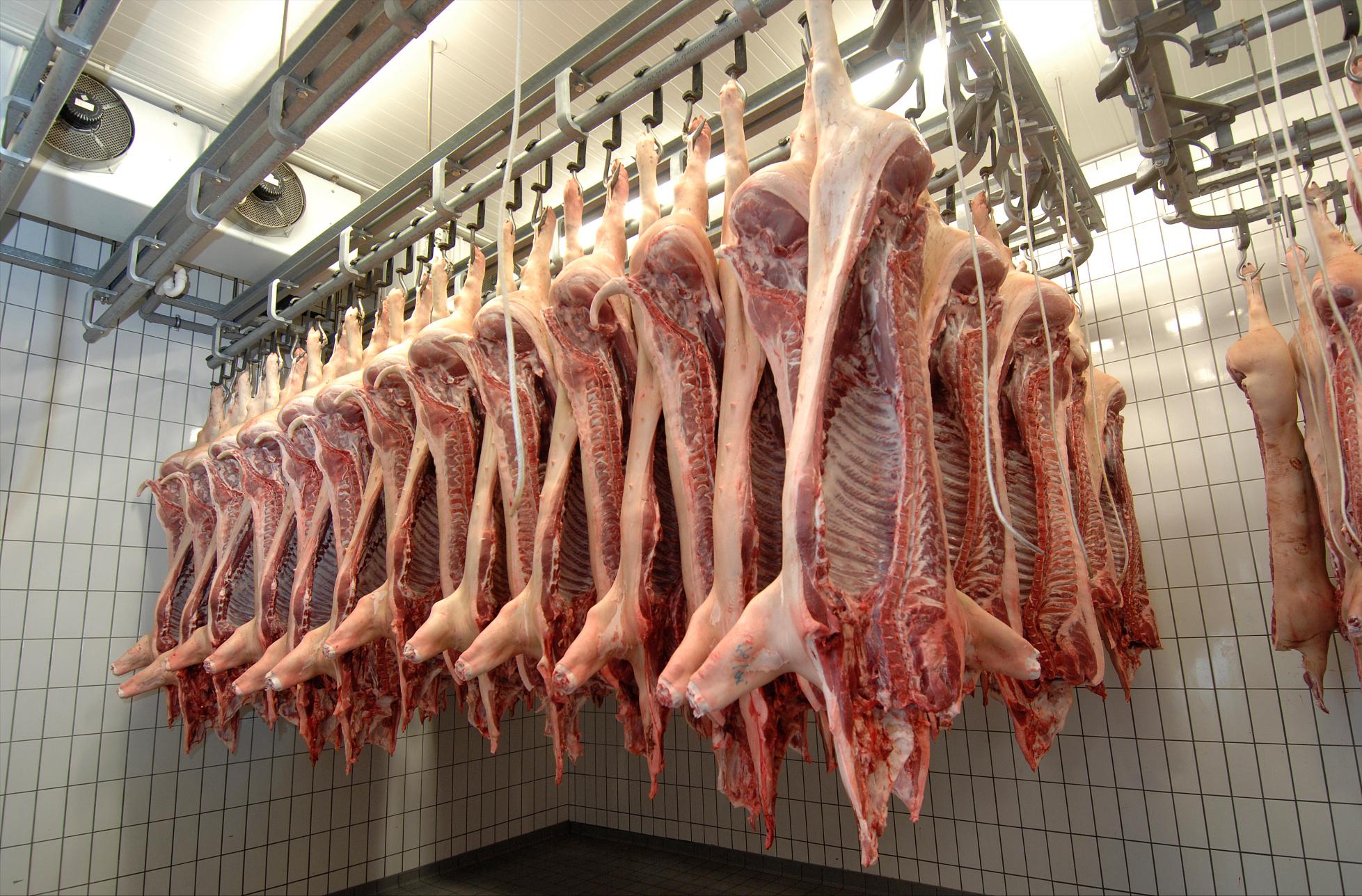 五连跌后收涨停,猪价2涨2跌10月行情如何走