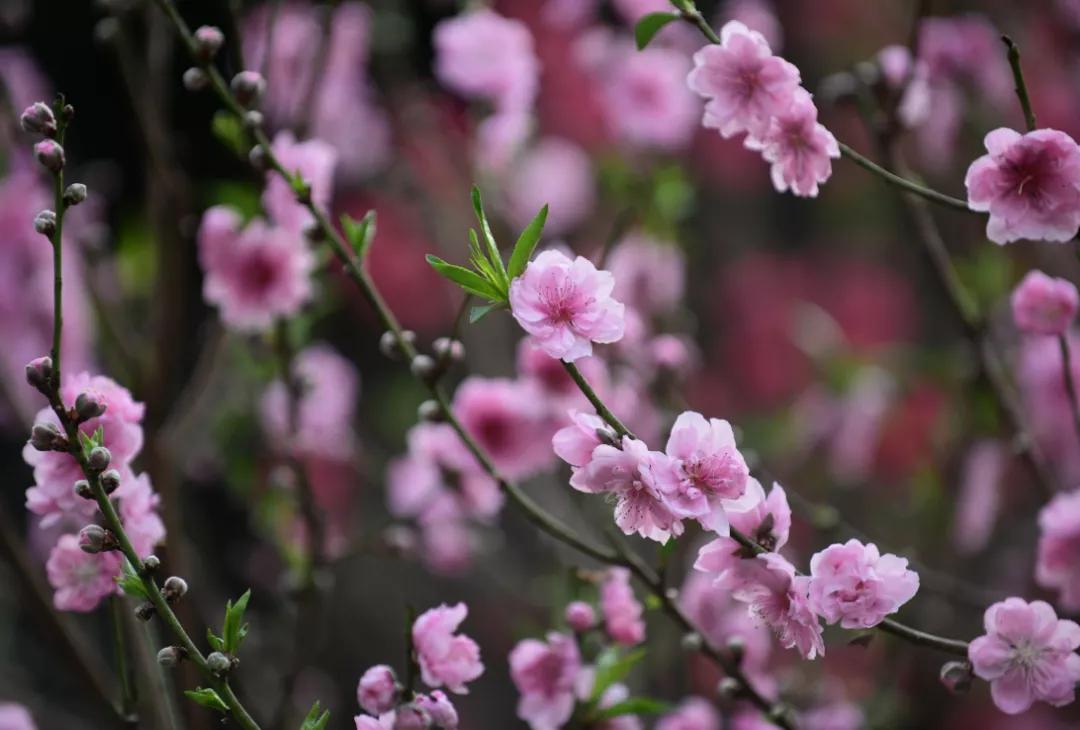 桃花癫！女子每天打扮花枝招展，逢人就说找了帅老公；台州也有个小伙看到姑娘就送花