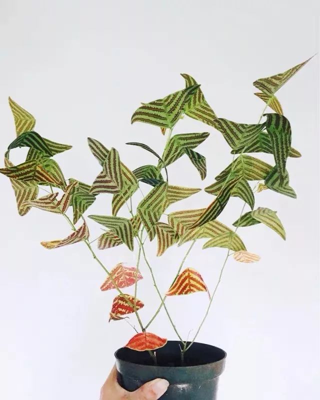 94种常见唯美观叶植物,会开花的绿色硬叶植物