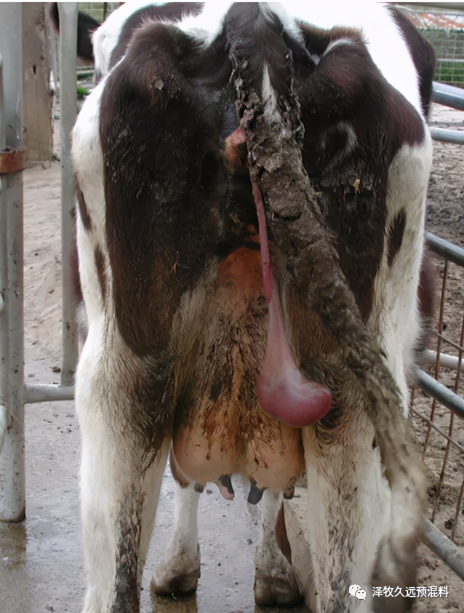 流清≠流产，母牛怀孕各个时期流产是什么症状？