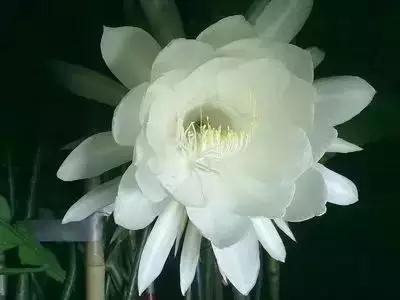 100种花的花语以及送花礼仪分享,100种花的名字和图片带花语