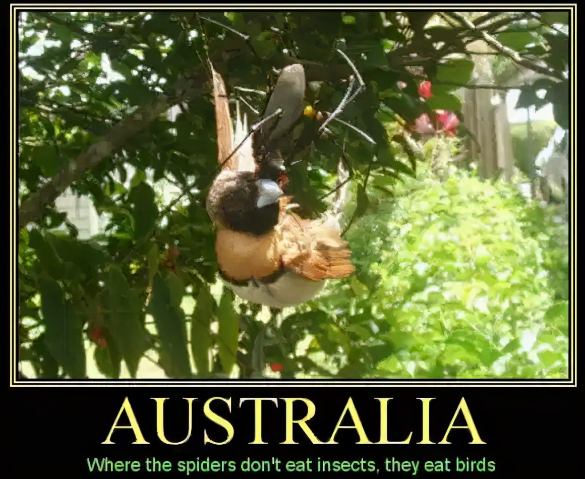 巨型蟑螂南方大蟑螂,广东巨型蟑螂和北方蟑螂对话