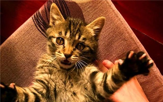 猫咪晚上看不见主人吗,猫咪夜晚看不见能找到吃的吗