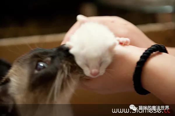 猫咪品种大盘点3：暹罗猫